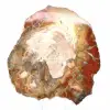 Petrified Wood from Madagascar - Square Slice for Collection - 2