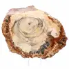 Polished Fossil Wood Slice - Majunga Specimen - 1