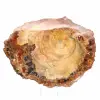 Polished Fossil Wood Slice - Majunga Specimen - 2