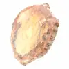 Polished Fossil Wood Slice - Majunga Specimen - 3