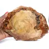 Polished Fossil Wood Slice - Majunga Specimen - 0
