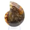Ammonite from Madagascar with polished and unpolished face - 0