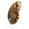 Ammonite from Madagascar with polished and unpolished face - 2