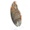 Ammonite from Madagascar with polished and unpolished face - 3