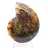 Ammonite from Madagascar with polished and unpolished face