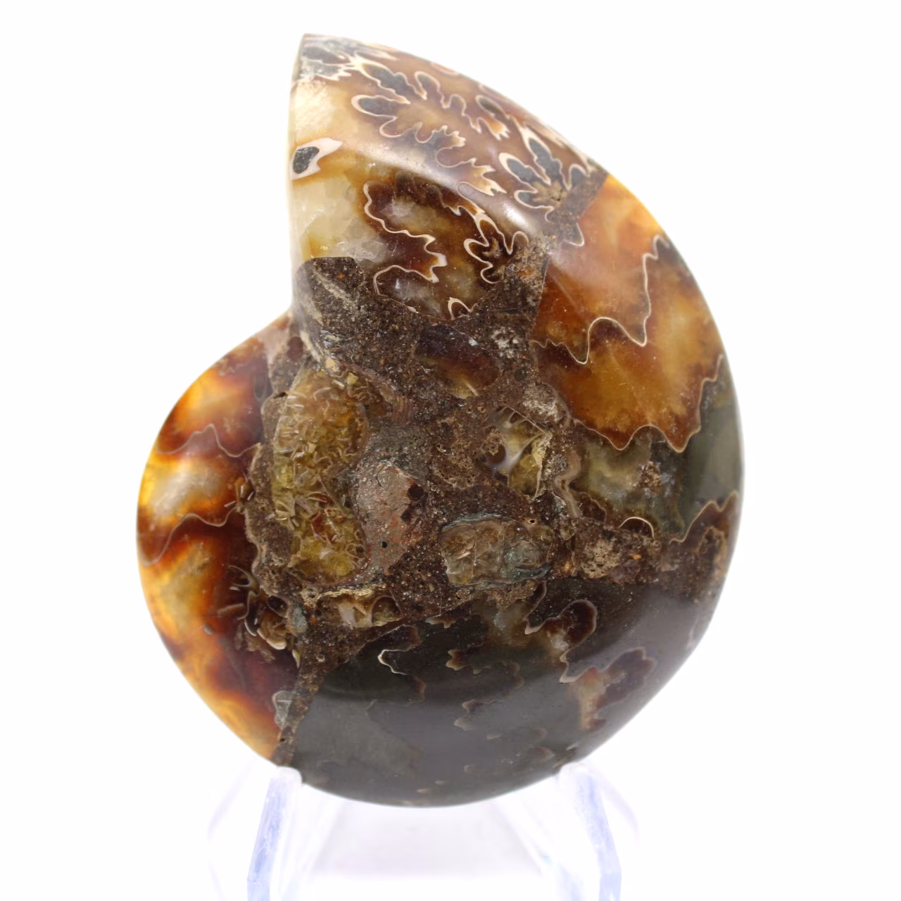 Ammonite from Madagascar with polished and unpolished face