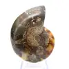 Polished Ammonite Fossil: Collector's Specimen - 0