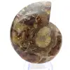 Genuine Mahajanga ammonite with a polished face - 0