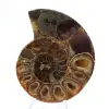 Genuine Mahajanga ammonite with a polished face - 1