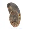 Genuine Mahajanga ammonite with a polished face - 3