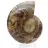 Genuine Mahajanga ammonite with a polished face