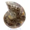 Fossil cephalopod Ammonite: Polished/Raw Duality - 0