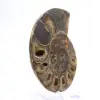 Fossil cephalopod Ammonite: Polished/Raw Duality - 3
