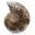 Polished ammonite: Marine geometry of Madagascar — 1
