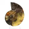 Natural ammonite from Madagascar - Display piece - 1
