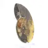 Natural ammonite from Madagascar - Display piece - 3