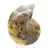 Natural ammonite from Madagascar - Display piece