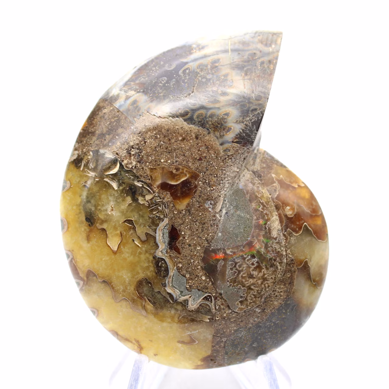 Natural ammonite from Madagascar - Display piece