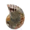 Ammonite from Madagascar: Mineralogy Specimen - 0
