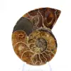Ammonite from Madagascar: Mineralogy Specimen - 1