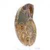 Ammonite from Madagascar: Mineralogy Specimen - 3