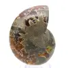 Authentic fossilized ammonite: Handcrafted finish - 0