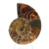 Authentic fossilized ammonite: Handcrafted finish - 1