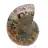 Authentic fossilized ammonite: Handcrafted finish