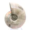 Ammonite Specimen: Between Land and Sea - 0