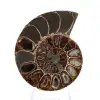 Ammonite Specimen: Between Land and Sea - 1