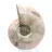 Ammonite Specimen: Between Land and Sea
