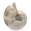 Polished ammonite from Mahajanga: Paleontological treasure - 0