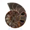 Polished ammonite from Mahajanga: Paleontological treasure - 1