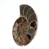 Polished ammonite from Mahajanga: Paleontological treasure - 2