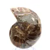 Polished ammonite: Marine geometry of Madagascar - 2