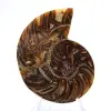 Small Ammonite from Madagascar: Mineral Purity - 1