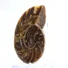 Small Ammonite from Madagascar: Mineral Purity - 2