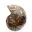 Polished ammonite: Marine geometry of Madagascar — 2