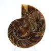 Fossil ammonite: Contrast of natural textures - 1