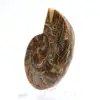 Fossil ammonite: Contrast of natural textures - 2