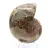 Fossil ammonite: Contrast of natural textures