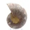 Collectible Ammonite: Balance and Authenticity - 0