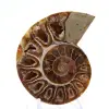 Collectible Ammonite: Balance and Authenticity - 1