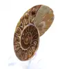 Collectible Ammonite: Balance and Authenticity - 2