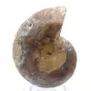 Polished Ammonite Fossil: Light of Mahajanga - 0