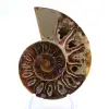 Polished Ammonite Fossil: Light of Mahajanga - 1