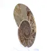 Polished Ammonite Fossil: Light of Mahajanga - 2