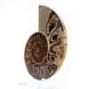 Polished Ammonite Fossil: Light of Mahajanga - 3