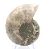 Ammonite from Madagascar: Strength and Stability - 0