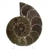 Ammonite from Madagascar: Strength and Stability - 1